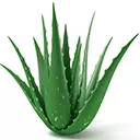 Aloe Vera emoji